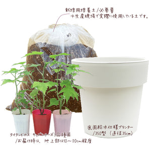 タイタンビカス栽培セット 可愛い小型種！キッズ３色 ［GS］