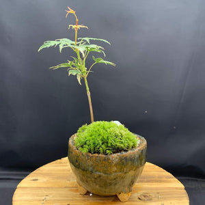 【一点物】モミジ（紅葉） 松霜×信楽焼鉢セットミニ盆栽