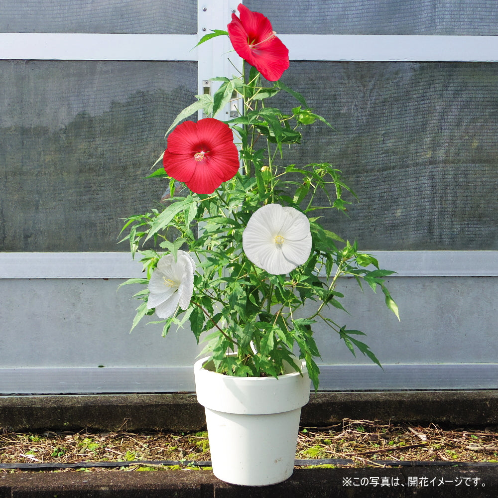 タイタンビカス栽培セット 紅白が咲き誇る！フレア＆シルフィード ［GS］