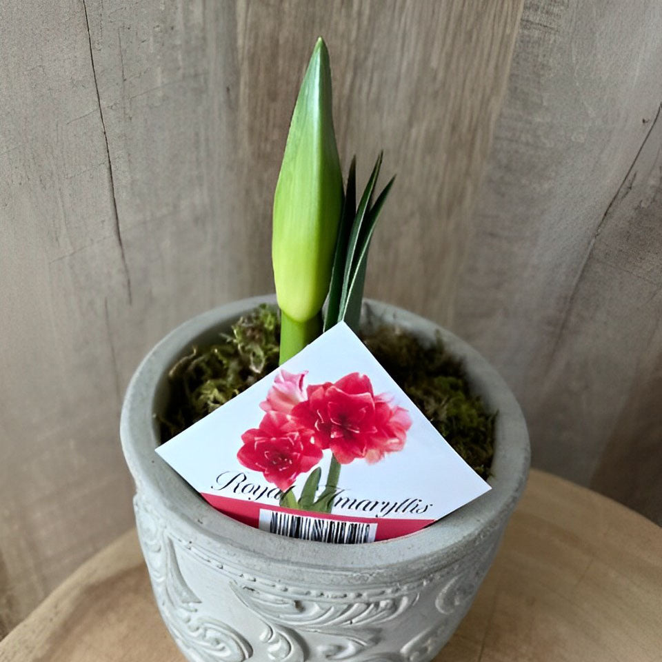 【販売期間：4月23日まで】八重咲 アマリリス アラベスク模様鉢 チェリーニンフ 赤 1鉢