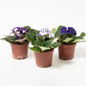 【室内花の女王】セントポーリア　紫、青系 3鉢セット／5鉢セット 3.5号
