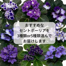 画像をギャラリービューアに読み込む, 【室内花の女王】セントポーリア　紫、青系 3鉢セット／5鉢セット 3.5号
