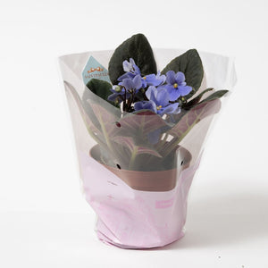 【室内花の女王】セントポーリア　紫、青系 3鉢セット／5鉢セット 3.5号