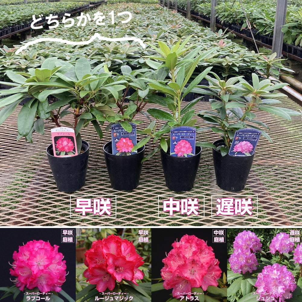 【シーズンずっと楽しむための庭植え向き】 シャクナゲセット 4号×3 ［GS］