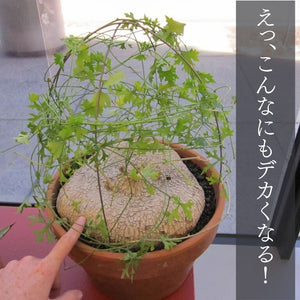 【休眠中】イベルビレア テヌイセクタ KK5594 Ibervillea tenuisecta KK5594 春夏型塊根植物