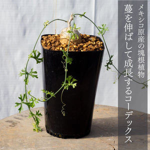 【休眠中】イベルビレア テヌイセクタ KK5594 Ibervillea tenuisecta KK5594 春夏型塊根植物