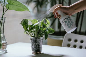 【観葉植物をいきいき育てる水】Table Plants Water (テーブル プランツ ウォーター)