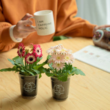 画像をギャラリービューアに読み込む, 【土を使わない花】テーブルプランツ (Table Plants) ガーベラ
