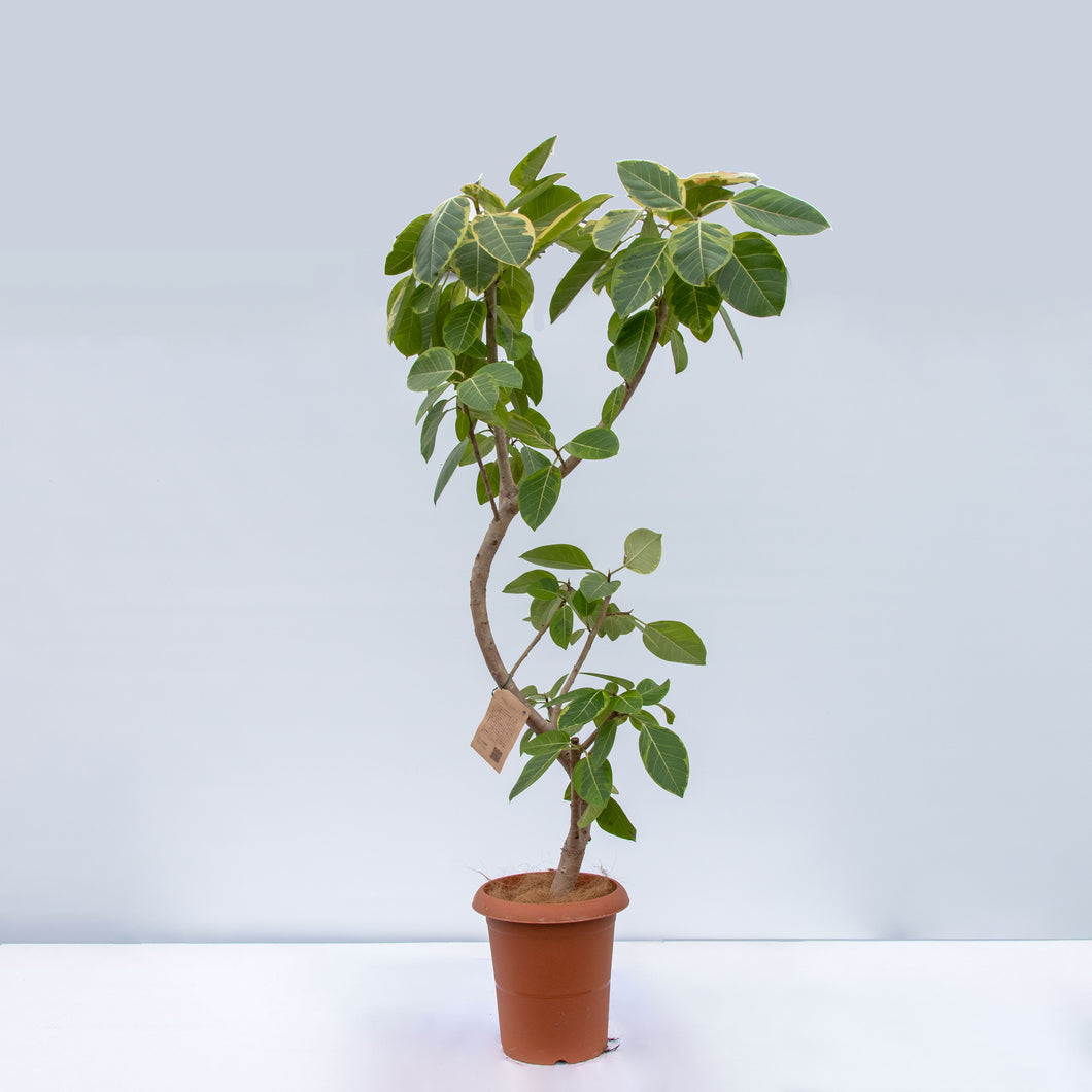 【一点物】フィカス・アルテシーマ 10号 沖縄の観葉植物 高さ約180cm No.25