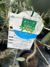 画像をギャラリービューアに読み込む, 香川で育ったオリーブの木 8号 鉢カバーセット
