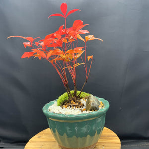 【一点物】ミニ盆栽 なんてん（南天）緑陶器鉢 3.5号（約24cm）