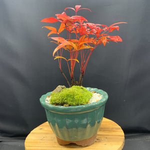 【一点物】ミニ盆栽 なんてん（南天）緑陶器鉢 3.5号（約24cm）