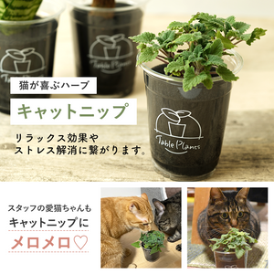 【土を使わない観葉植物】猫が喜ぶテーブルプランツ for Cat (Table Plants)　数量限定