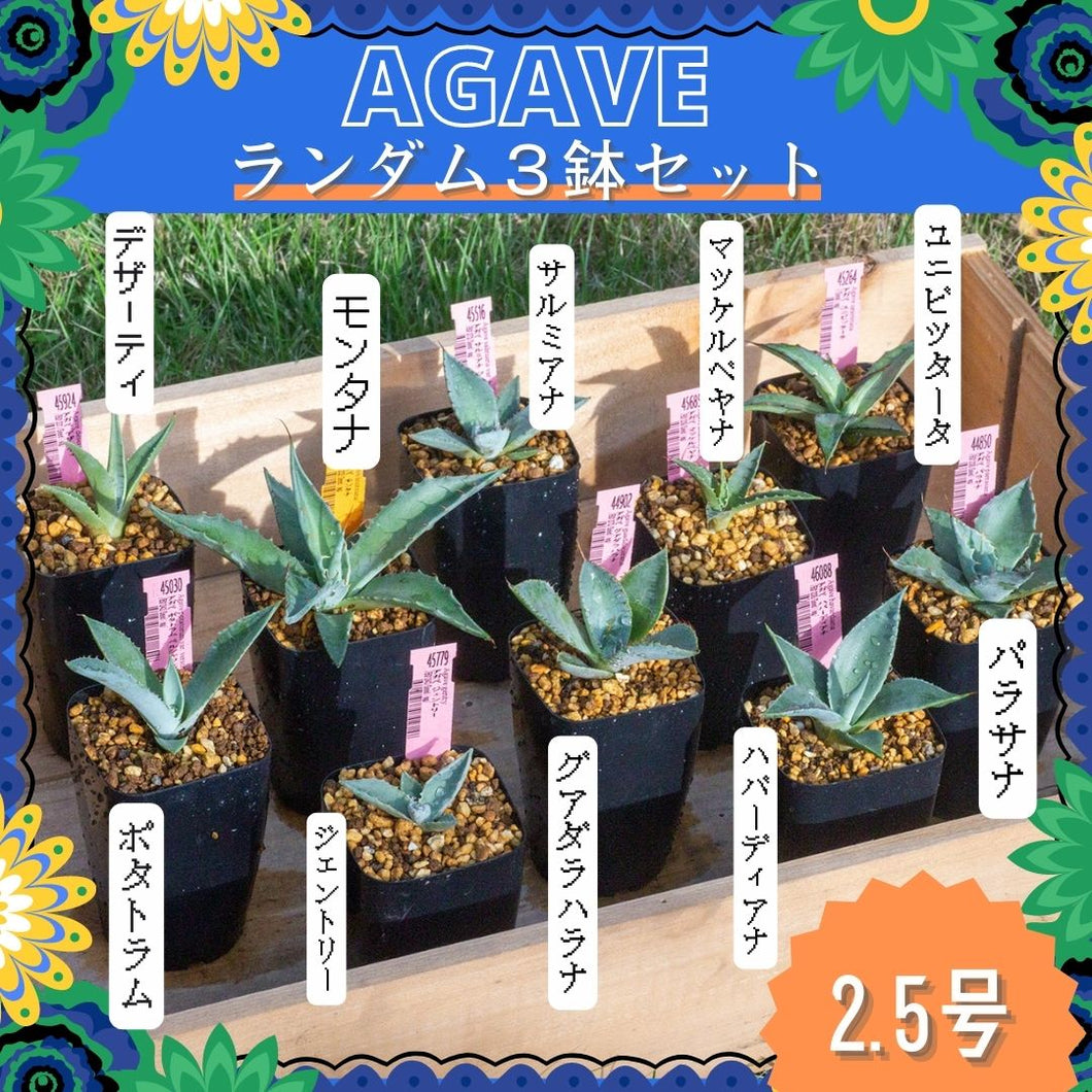アガベ ランダム３鉢セット【Bタイプ】2.5号 夏型