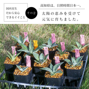 アガベ ランダム３鉢セット【Bタイプ】2.5号 夏型