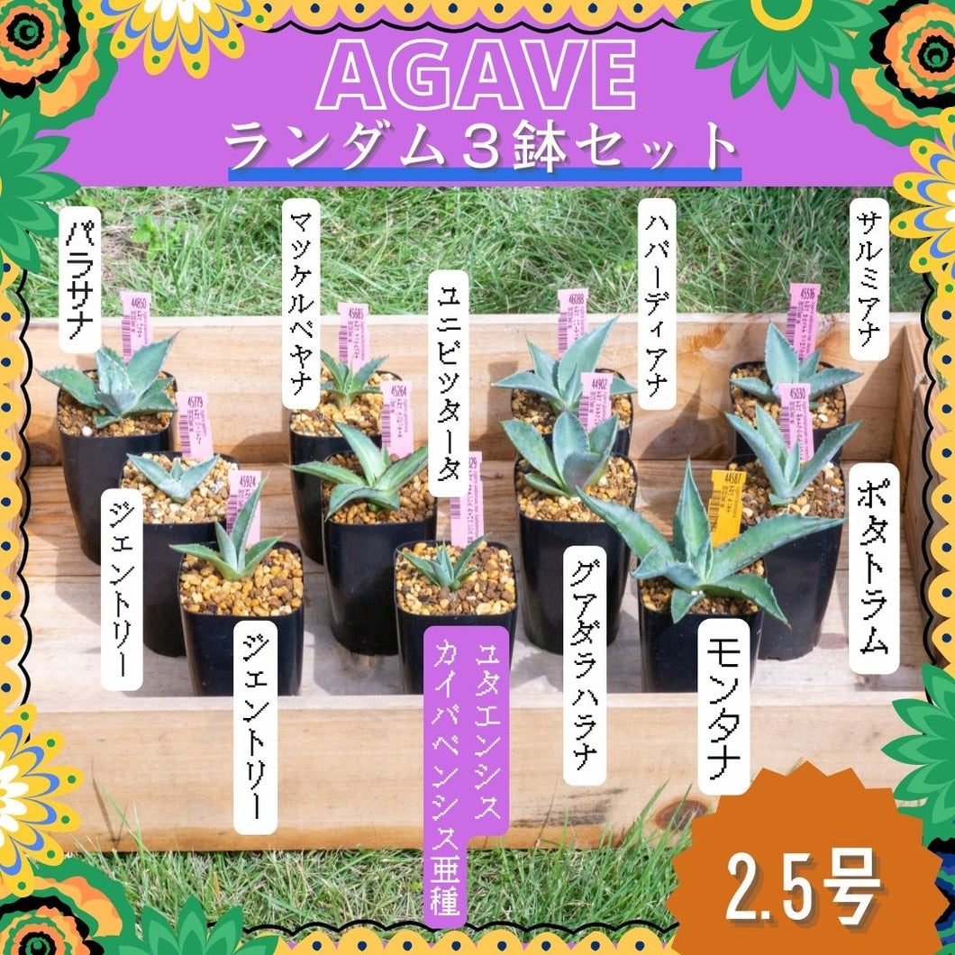 アガベ ランダム３鉢セット【Aタイプ】2.5号 夏型