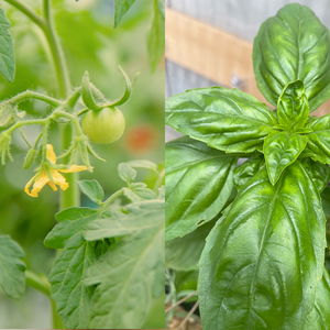 ミニトマトとバジルの寄せ植え３苗セット