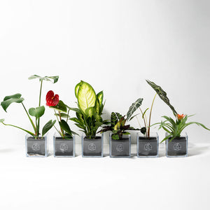 【土を使わない観葉植物】暑さに強いテーブルプランツ キューブ (Table Plants CUBE)