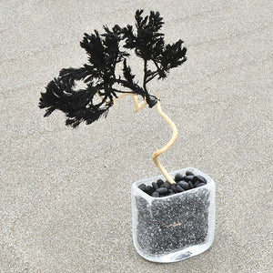 ドライ盆栽®︎ 黒一 松 枯れ盆栽