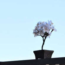 画像をギャラリービューアに読み込む, 桜のドライ盆栽® 「祝」盆栽鉢（茶）※桜の花はフェイクフラワーです
