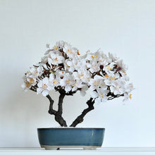 画像をギャラリービューアに読み込む, 桜のドライ盆栽® 「祝」盆栽鉢（青）※桜の花はフェイクフラワーです
