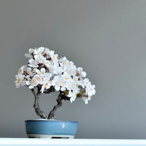 桜のドライ盆栽® 「祝」盆栽鉢（青）※桜の花はフェイクフラワーです