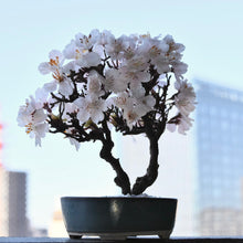 画像をギャラリービューアに読み込む, 桜のドライ盆栽® 「祝」盆栽鉢（青）※桜の花はフェイクフラワーです
