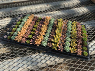 多肉植物 プラグ苗 1号 ケース売り 128個入セット 【7品種保証】
