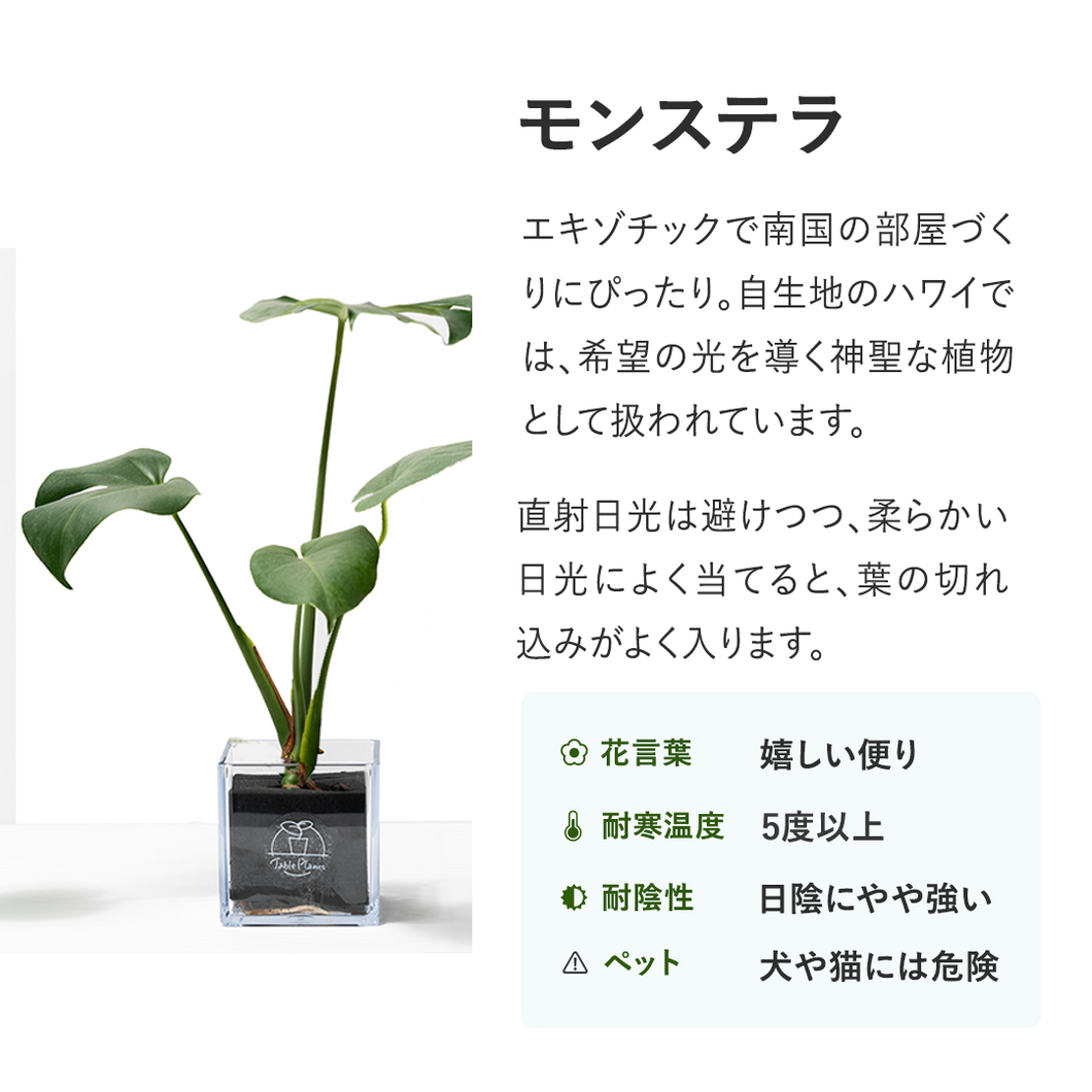 【土を使わない観葉植物】テーブルプランツ キューブ (Table Plants CUBE)