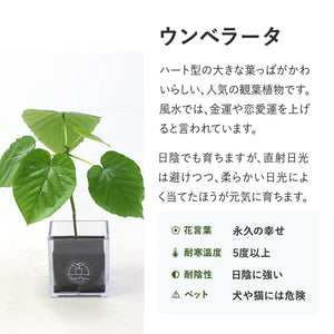 【土を使わない観葉植物】テーブルプランツ (Table Plants) フィカス(ゴムの木)