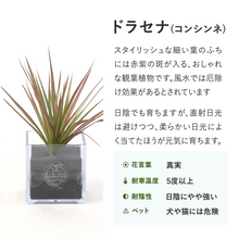 画像をギャラリービューアに読み込む, 【土を使わない観葉植物】テーブルプランツ キューブ (Table Plants CUBE)
