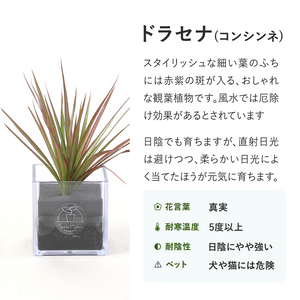 【土を使わない観葉植物】テーブルプランツ キューブ (Table Plants CUBE)