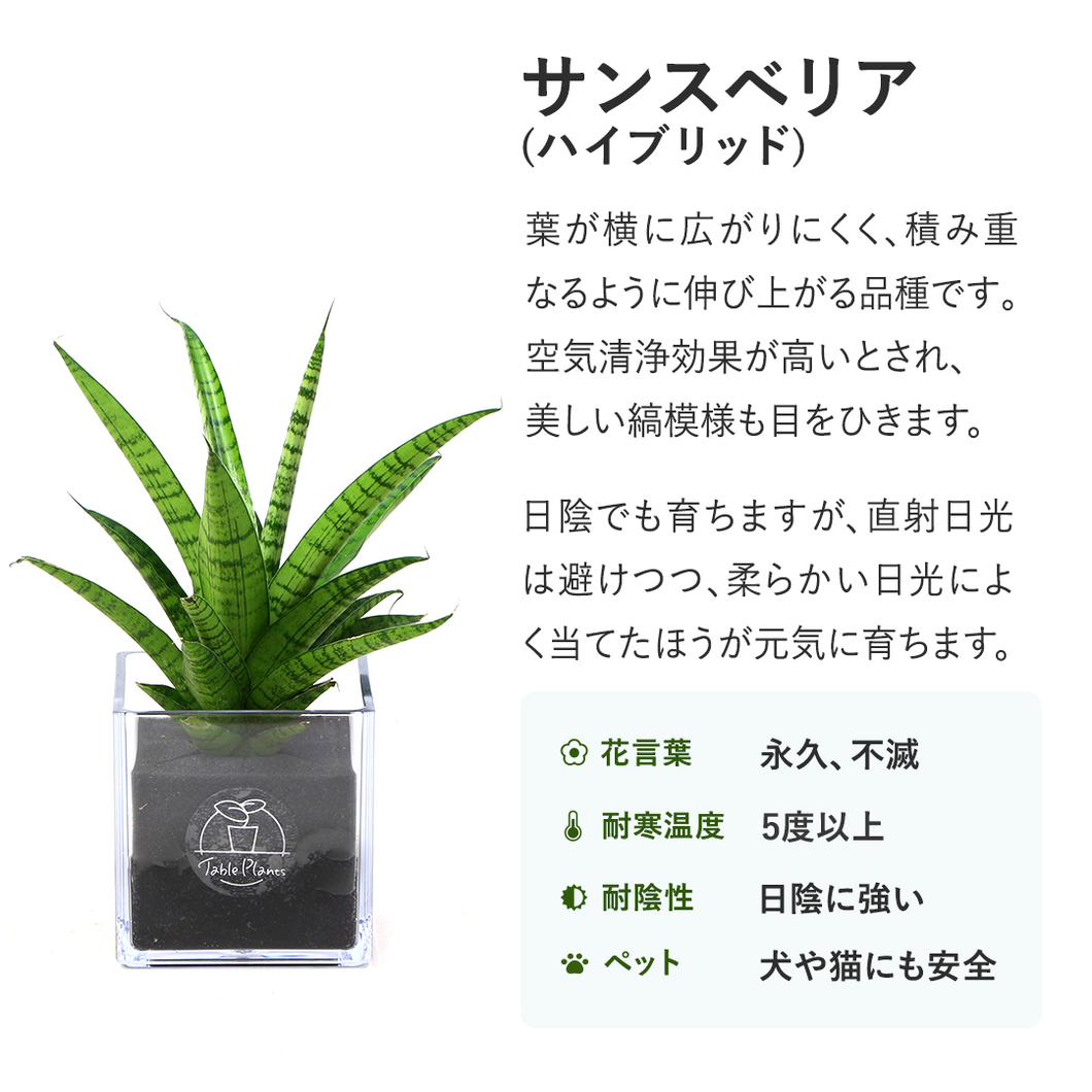 【土を使わない観葉植物】テーブルプランツ キューブ (Table Plants CUBE)