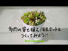 ギャラリービューア多肉の寄せ植え スタートセット（プラグ苗16個・寄せ植え用鉢・土など）に読み込んでビデオを見る
