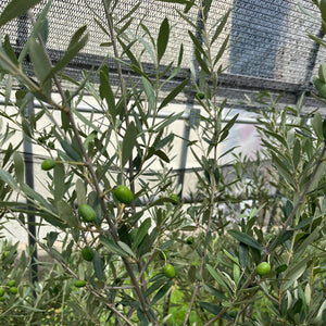 【数量限定！実付き】香川で育ったオリーブの木 8号 鉢カバーセット