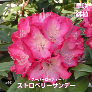 【シーズンずっと楽しむための鉢植え向き】 シャクナゲセット（ピンク系）4号×3 ［GS］