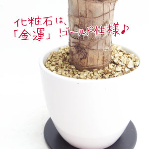 【幸福の木】 ドラセナ・マッサンゲアナ 3.5号 白陶器・皿付き ゴールド ［GS］