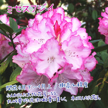 画像をギャラリービューアに読み込む, シャクナゲ（西洋） 3.5号×3種【不朽の名花セット】
