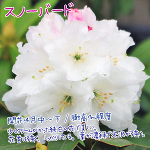 シャクナゲ（西洋）3.5号×3種【白系セット】