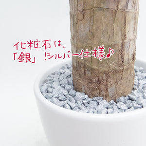 【幸福の木】 ドラセナ・マッサンゲアナ 3.5号 白陶器・皿付き シルバー ［GS］