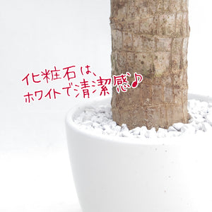 【幸福の木】 ドラセナ・マッサンゲアナ 3.5号 白陶器・皿付き ホワイト ［GS］