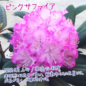 シャクナゲ（西洋） 3.5号×3種【不朽の名花セット】