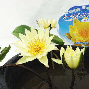 【貴重！】黄花の 熱帯スイレン カーラズサンシャイン 7号 ［GS］