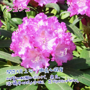 シャクナゲ（西洋） 3.5号×3種【紫系セット】