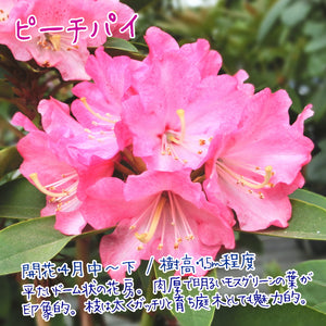 シャクナゲ（西洋） 3.5号×3種 【不朽の名花セット】