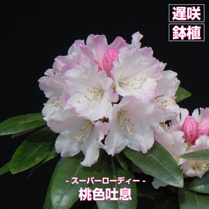 【白系】シャクナゲ（石楠花）スーパーローディー 特選3品種セット 4号×3 ［GS］
