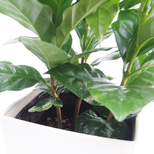 コーヒーの木（3本植え） 3.5号 角化粧鉢カバー付き 選べるポット数