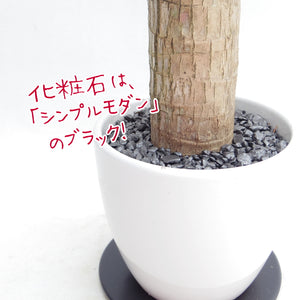 【幸福の木】 ドラセナ・マッサンゲアナ 3.5号 白陶器・皿付き ブラック ［GS］