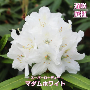 【白系】シャクナゲ（石楠花）スーパーローディー 特選3品種セット 4号×3 ［GS］