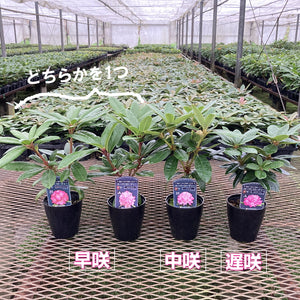 【シーズンずっと楽しむための鉢植え向き】 シャクナゲセット（ピンク系）4号×3 ［GS］